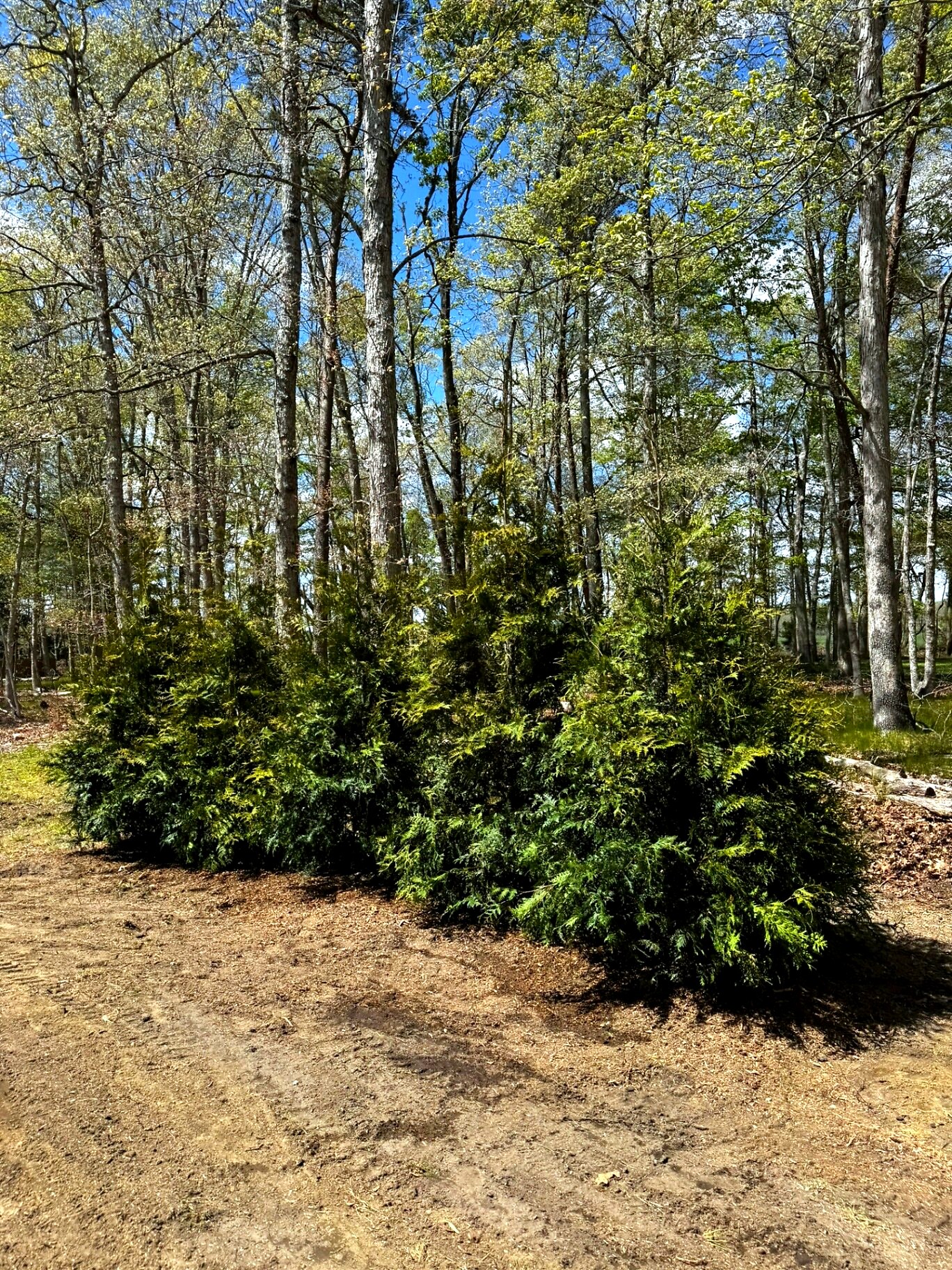 Arborvitae planting — Marlton, NJ Privacy arborvitae tree planting along property line in Marlton, NJ
